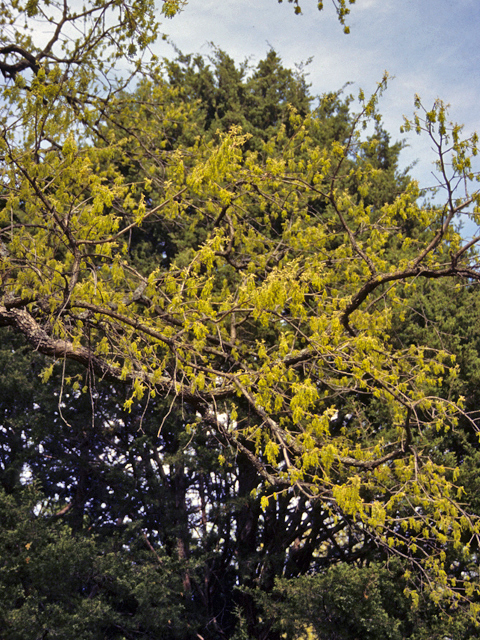 Quercus stellata (Post oak) #24112