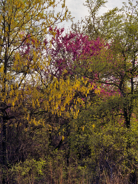 Quercus stellata (Post oak) #24113