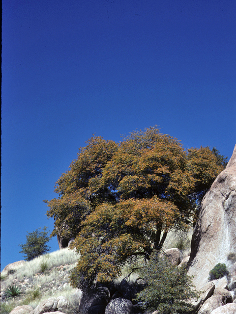 Quercus toumeyi (Toumey oak) #24119