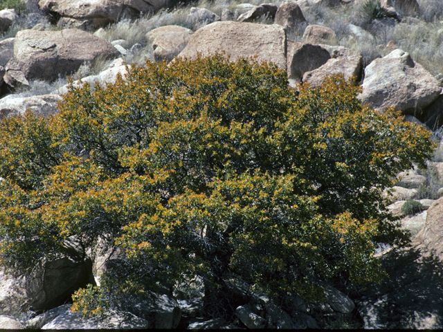 Quercus toumeyi (Toumey oak) #24120