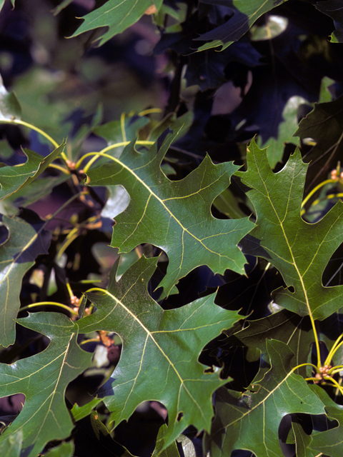 Quercus velutina (Black oak) #24121