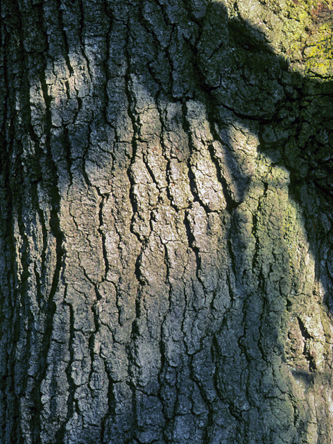 Quercus velutina (Black oak) #24123
