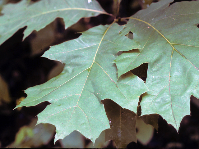Quercus velutina (Black oak) #24124