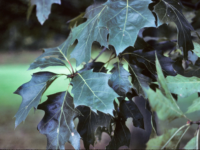 Quercus velutina (Black oak) #24125