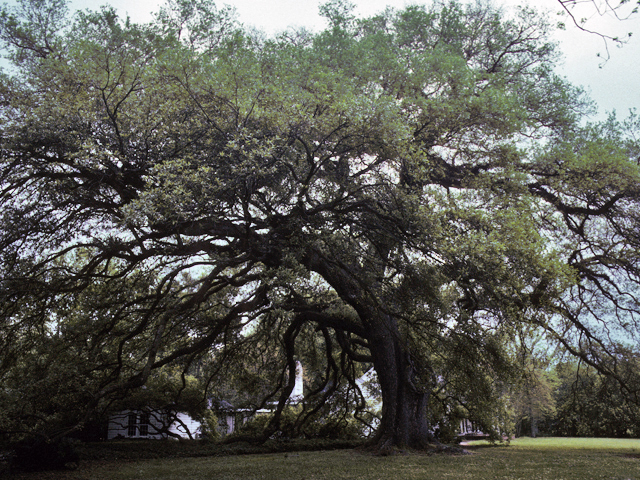 Quercus virginiana (Coastal live oak) #24126