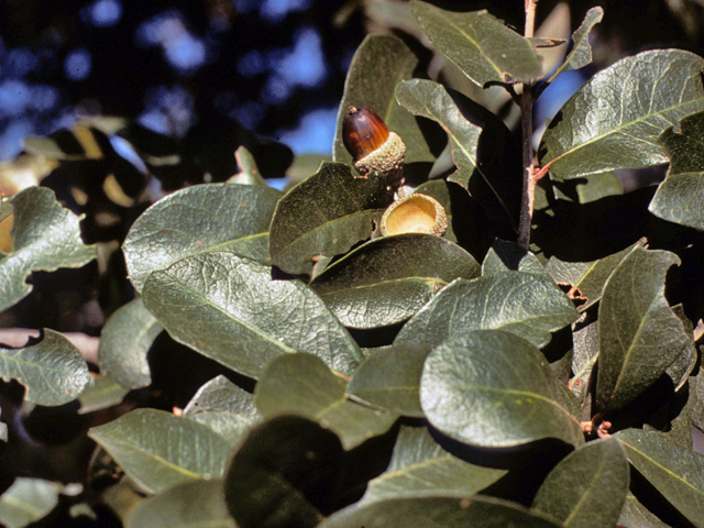Quercus virginiana (Coastal live oak) #24134