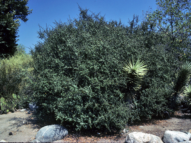 Rhamnus crocea (Holly-leaf buckthorn) #24163