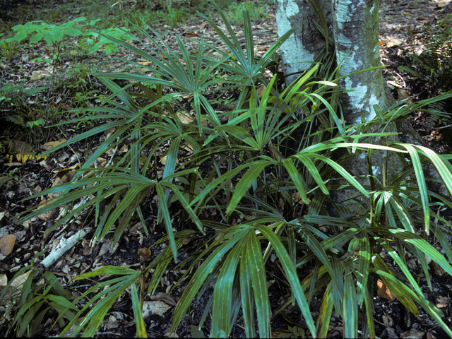Rhapidophyllum hystrix (Needle palm) #24167