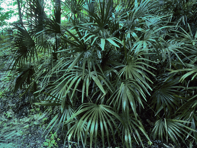 Rhapidophyllum hystrix (Needle palm) #24168