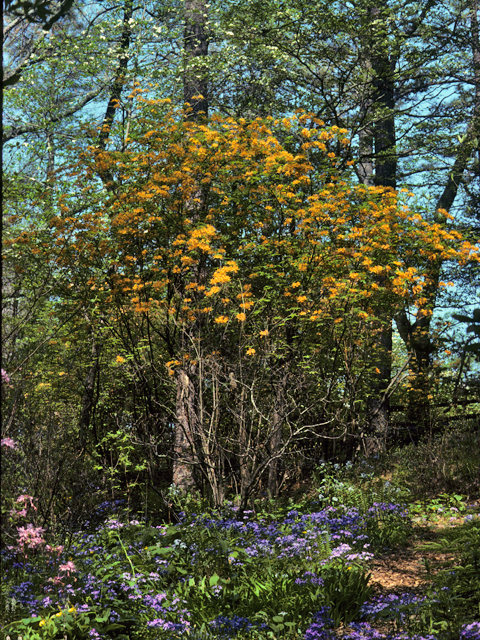 Rhododendron austrinum (Orange azalea) #24175