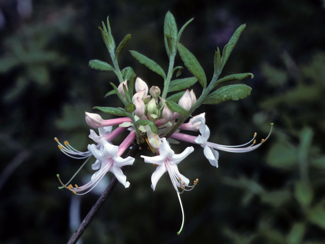 Rhododendron canescens (Mountain azalea) #24181