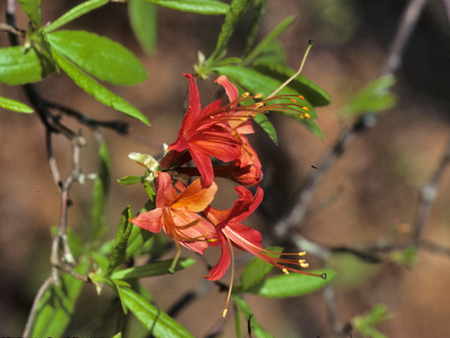 Rhododendron flammeum (Piedmont azalea) #24185
