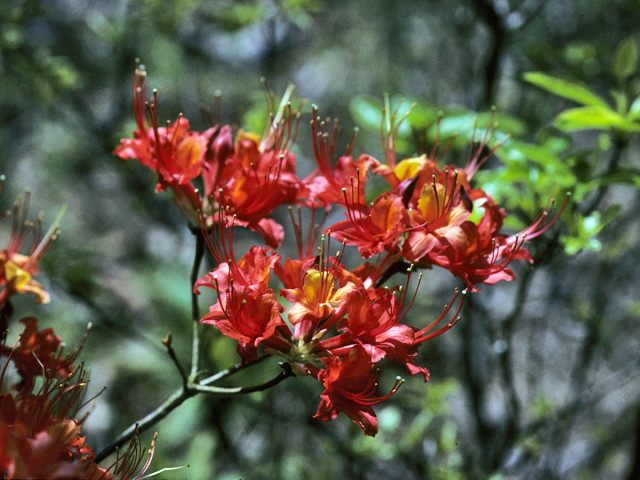 Rhododendron flammeum (Piedmont azalea) #24186