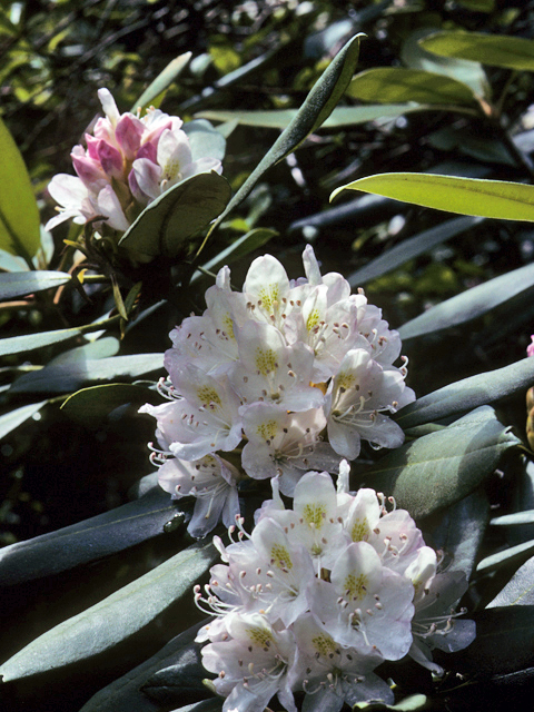 Rhododendron maximum (Great laurel) #24187