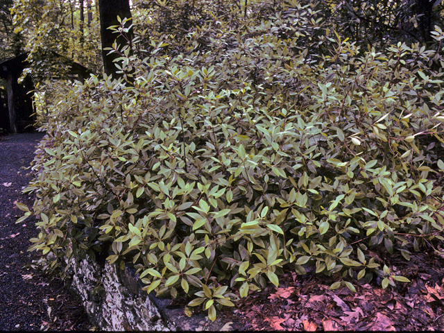 Rhododendron minus (Piedmont rhododendron) #24189