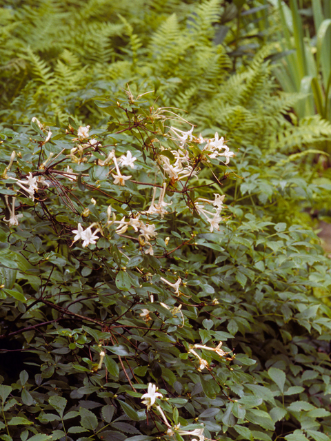 Rhododendron viscosum (Swamp azalea) #24193