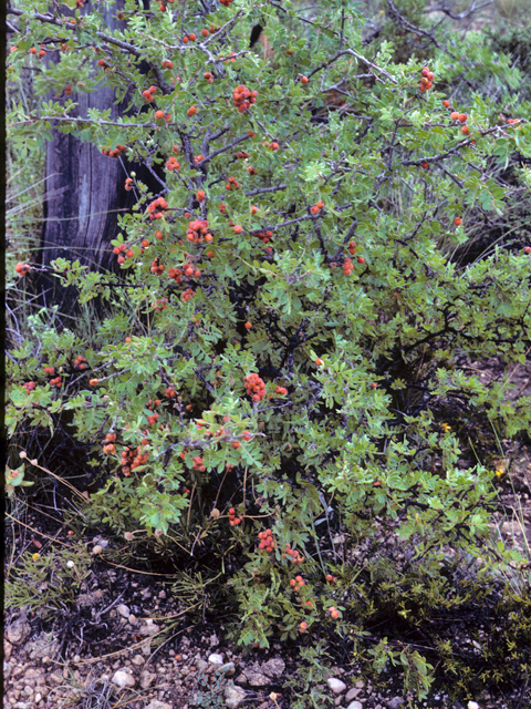 Rhus microphylla (Littleleaf sumac) #24250