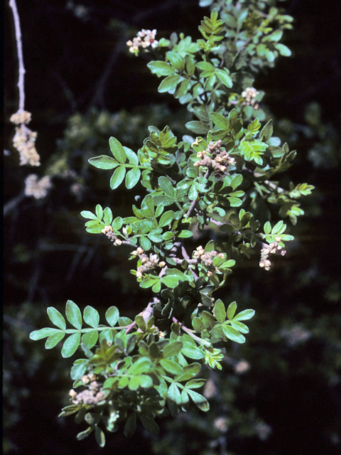 Rhus microphylla (Littleleaf sumac) #24252