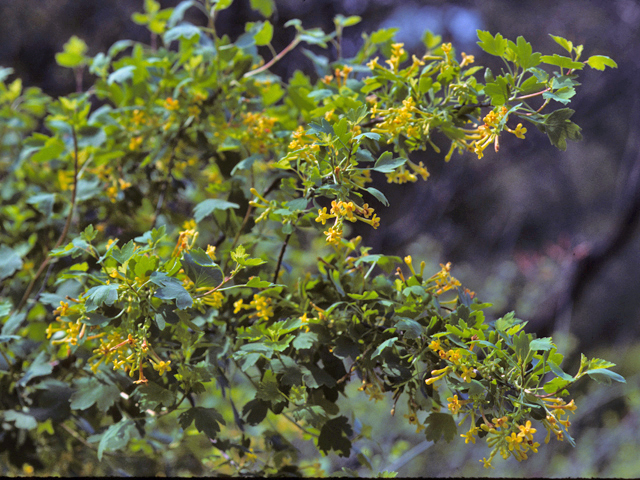 Ribes aureum (Golden currant) #24266