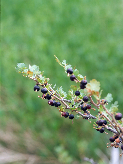 Ribes leptanthum (Trumpet gooseberry) #24269