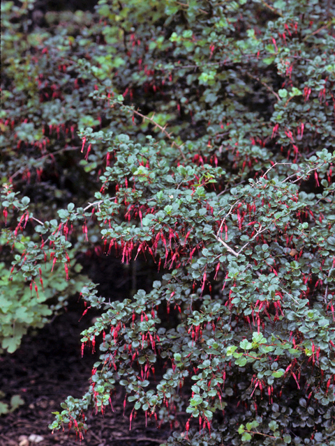Ribes speciosum (Fuchsia flowering currant) #24276