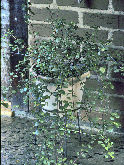 Ribes viburnifolium (Evergreen currant) #24278