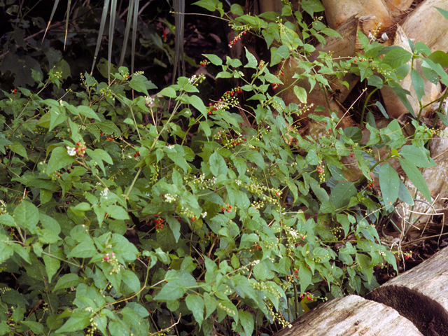 Rivina humilis (Pigeonberry) #24280