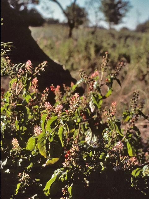 Rivina humilis (Pigeonberry) #24281