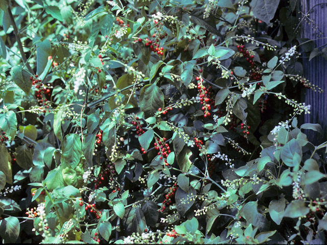 Rivina humilis (Pigeonberry) #24282