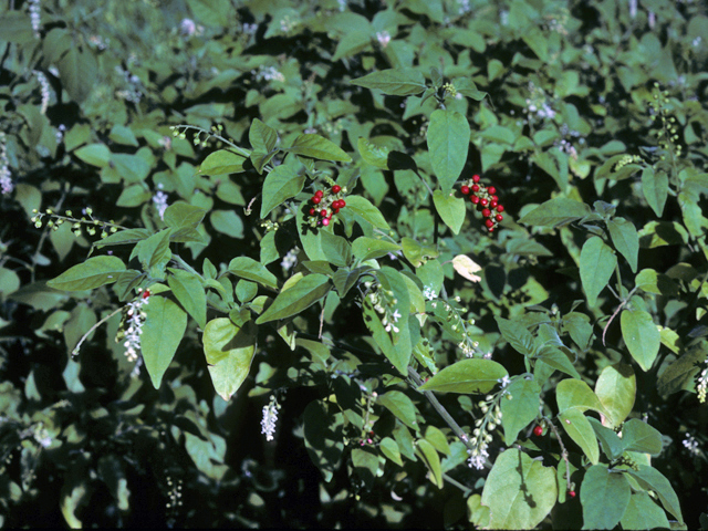 Rivina humilis (Pigeonberry) #24283