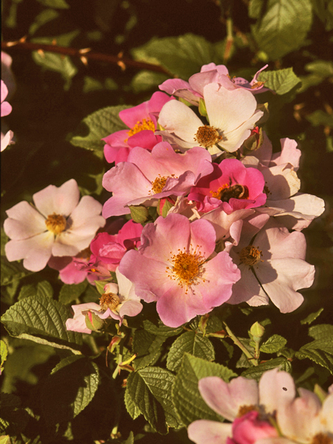 Rosa setigera (Climbing prairie rose) #24312