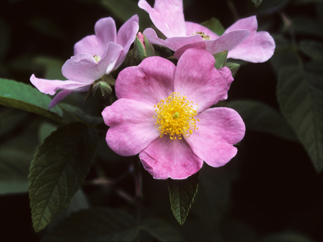 Rosa setigera (Climbing prairie rose) #24313