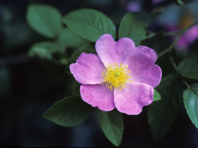 Rosa setigera (Climbing prairie rose) #24314