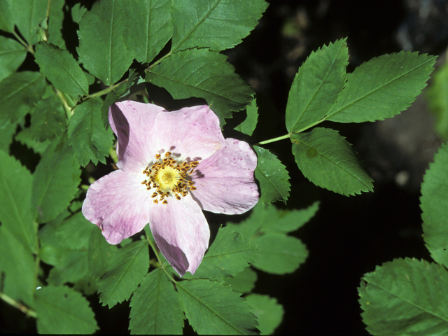 Rosa woodsii (Woods' rose) #24320