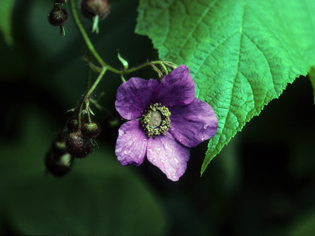 Rubus odoratus (Purple-flowering raspberry) #24326