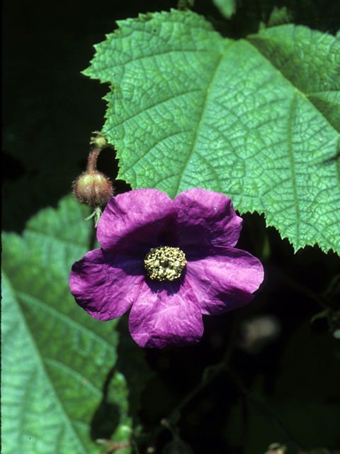 Rubus odoratus (Purple-flowering raspberry) #24327