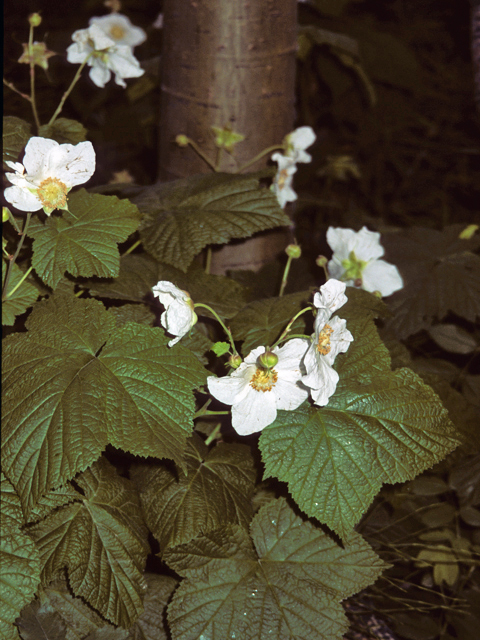 Rubus parviflorus (Western thimbleberry) #24328
