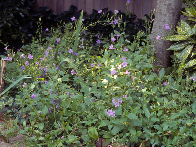 Ruellia nudiflora (Violet ruellia) #24365