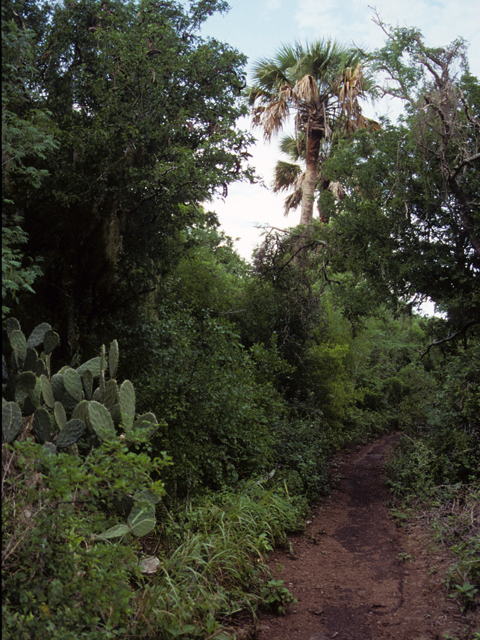 Sabal mexicana (Texas palm) #24373