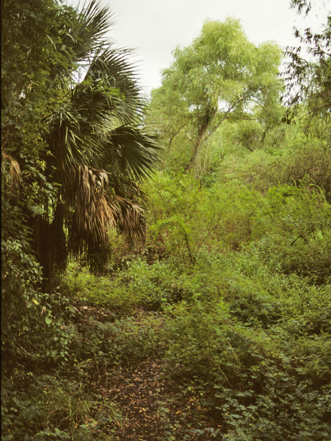 Sabal mexicana (Texas palm) #24374