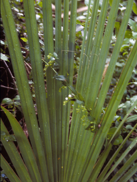 Sabal mexicana (Texas palm) #24376