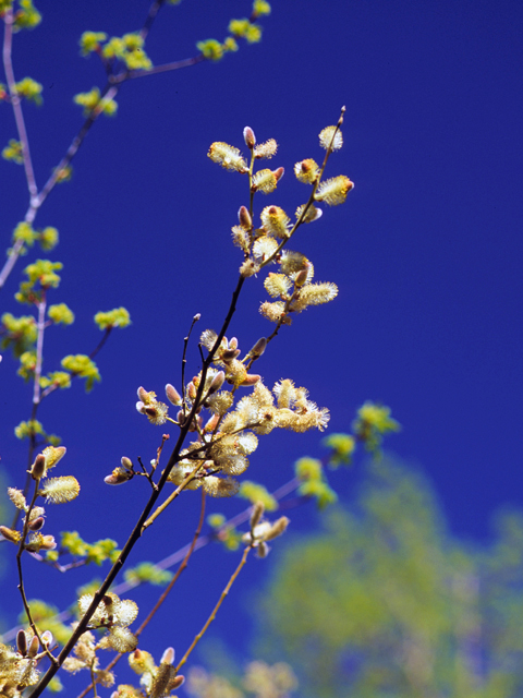 Salix bebbiana (Bebb willow) #24396