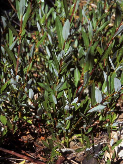 Salix lucida ssp. caudata (Greenleaf willow) #24401
