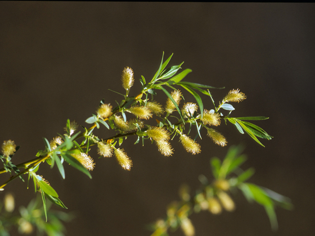 Salix lucida ssp. caudata (Greenleaf willow) #24402