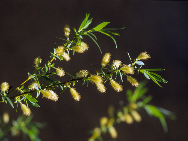 Salix lucida ssp. caudata (Greenleaf willow) #24403