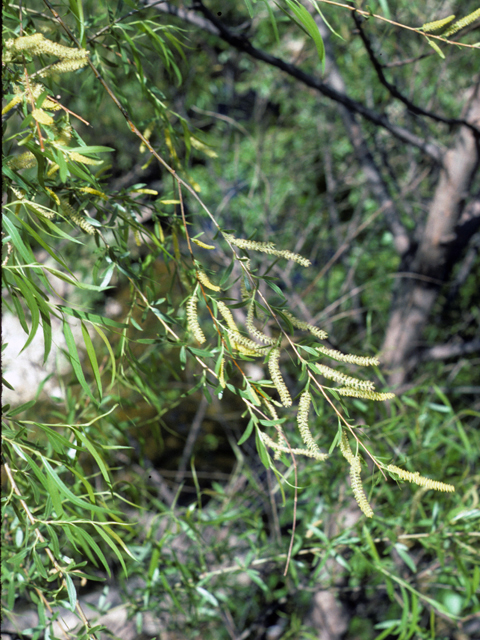 Salix nigra (Black willow) #24404