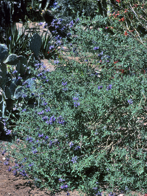 Salvia clevelandii (Fragrant sage) #24409