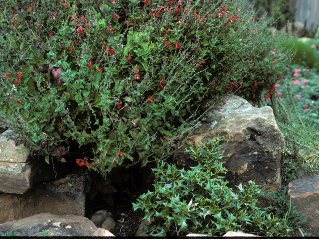 Salvia coccinea (Scarlet sage) #24411