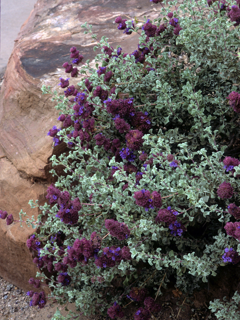 Salvia dorrii (Purple sage) #24415