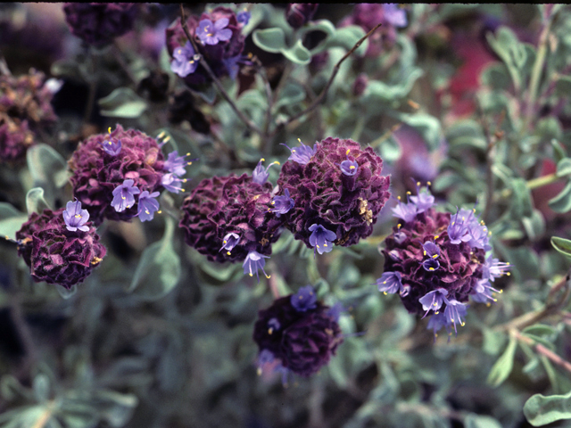 Salvia dorrii (Purple sage) #24416
